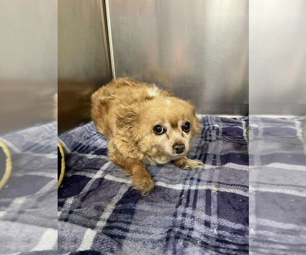 Medium Photo #4 Pomeranian Puppy For Sale in Candler, NC, USA