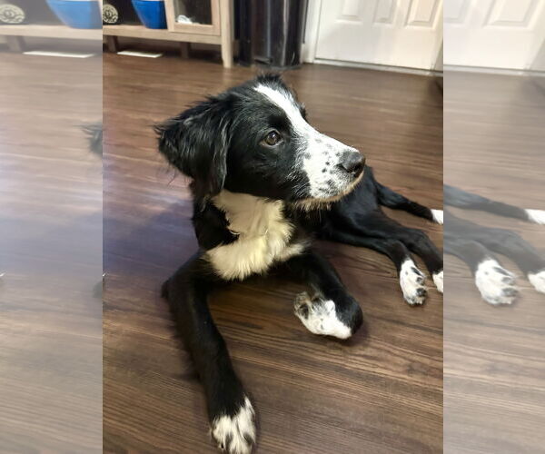Medium Photo #6 Border Collie Puppy For Sale in Sandy, UT, USA