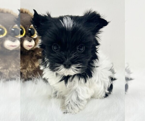 Medium Photo #14 Yorkshire Terrier Puppy For Sale in HOUSTON, TX, USA