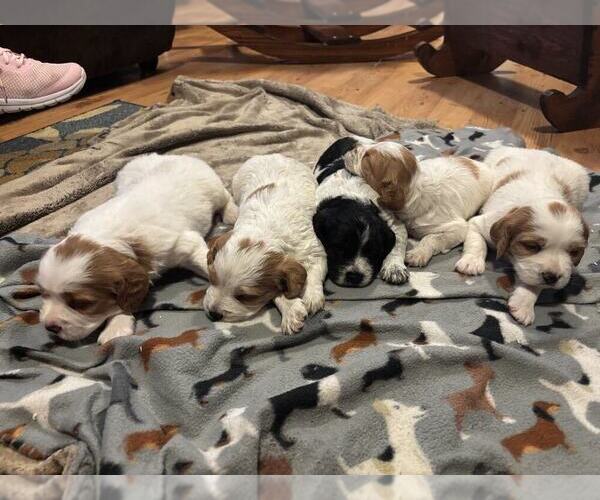 Medium Photo #1 Brittany Puppy For Sale in BATESVILLE, IN, USA