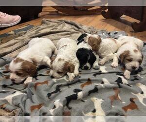 Brittany Litter for sale in BATESVILLE, IN, USA