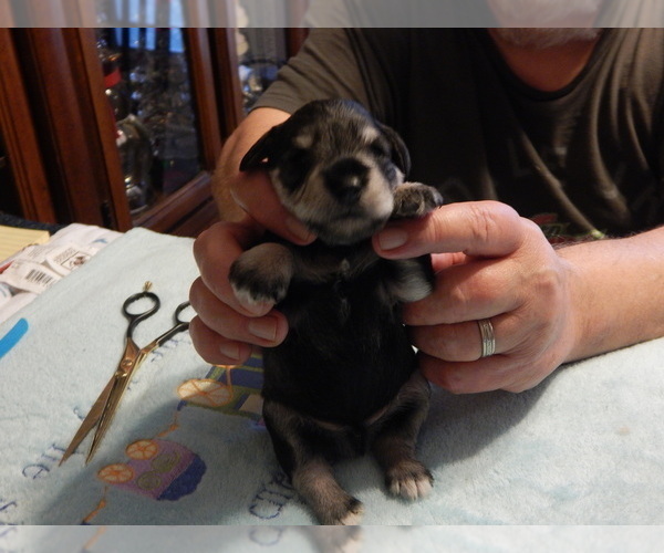 Medium Photo #2 Schnauzer (Miniature) Puppy For Sale in ROCKINGHAM, NC, USA