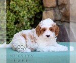 Small #3 Cavapoo
