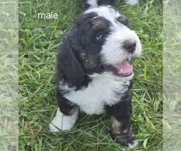 Medium Photo #1 Bernedoodle (Miniature) (+ Poodle Miniature) Puppy For Sale in DETROIT, MI, USA