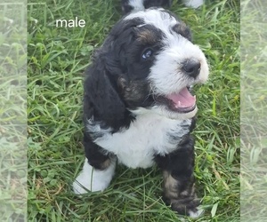 Bernedoodle (Miniature) (+ Poodle Miniature) Litter for sale in DETROIT, MI, USA