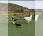 Small #3 Great Pyrenees