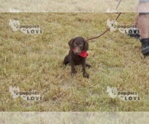 Labrador Retriever Puppy for sale in SANGER, TX, USA