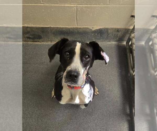 Medium Photo #1 Mutt Puppy For Sale in Glen Allen, VA, USA