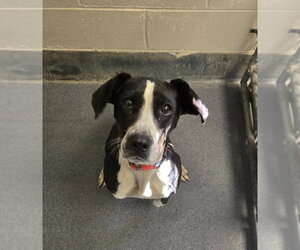 Mutt Dogs for adoption in Glen Allen, VA, USA