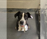Small Mutt