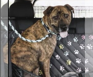 Catahoula Leopard Dog-Labrador Retriever Mix Dogs for adoption in Mt. Laurel, NJ, USA