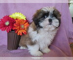 Small Photo #3 Shih Tzu Puppy For Sale in SHILOH, OH, USA