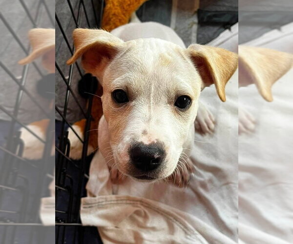 Medium Photo #1 Jack Russell Terrier-Unknown Mix Puppy For Sale in Aurora, IN, USA