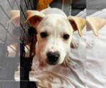 Small Jack Russell Terrier Mix