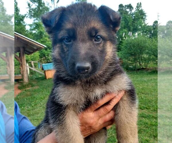Medium Photo #1 German Shepherd Dog Puppy For Sale in SCOTTS HILL, TN, USA