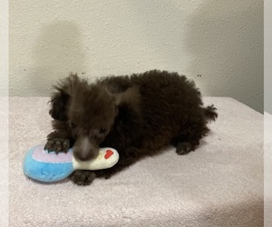 Poodle (Toy) Puppy for sale in FOLSOM, LA, USA