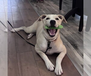 Labrador Retriever-Unknown Mix Dogs for adoption in Yardley, PA, USA