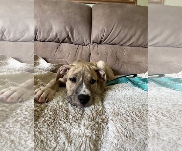 Medium Photo #3 Mutt Puppy For Sale in Rockaway, NJ, USA