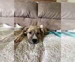 Small #2 Mutt