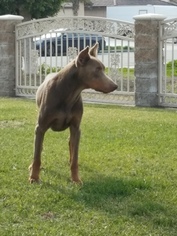 Doberman Pinscher Puppy for sale in FONTANA, CA, USA