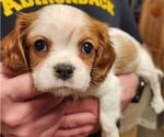 Small Photo #1 Cavalier King Charles Spaniel Puppy For Sale in BOONVILLE, NY, USA