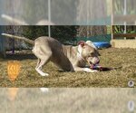 Small Photo #2 American Pit Bull Terrier-Unknown Mix Puppy For Sale in Ann Arbor, MI, USA