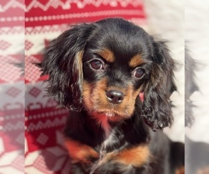 Cavalier King Charles Spaniel Puppy for sale in FOUNTAIN VALLEY, CA, USA