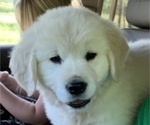 Small Photo #4 English Cream Golden Retriever Puppy For Sale in BRENHAM, TX, USA