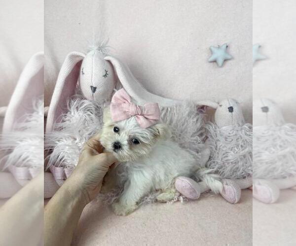 Medium Photo #7 Maltese Puppy For Sale in MIAMI BEACH, FL, USA