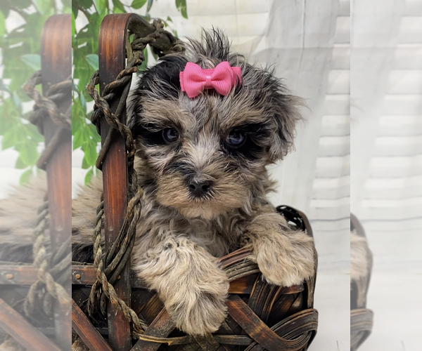 Medium Photo #2 Yorkipoo Puppy For Sale in SELLERSBURG, IN, USA