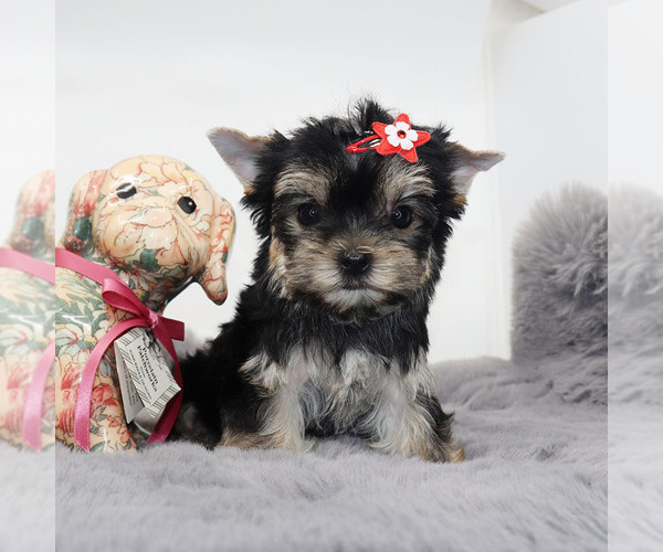 Medium Photo #2 Yorkshire Terrier Puppy For Sale in LOS ANGELES, CA, USA