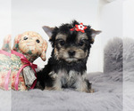 Small #1 Yorkshire Terrier