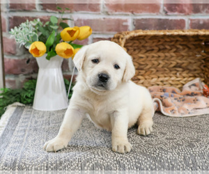 Labrador Retriever Puppy for sale in SYRACUSE, IN, USA