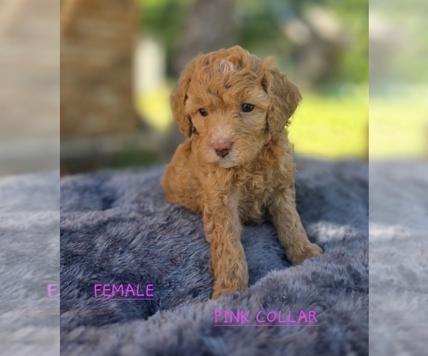 Medium Photo #1 Bernedoodle (Miniature)-Golden Mountain Dog Mix Puppy For Sale in FLOWER MOUND, TX, USA