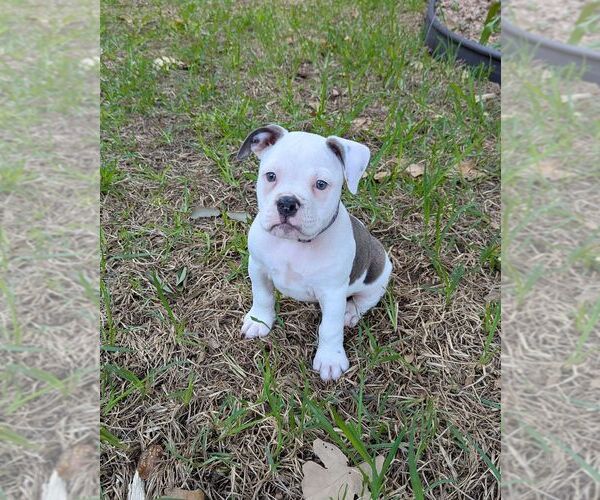Medium Photo #1 Olde English Bulldogge Puppy For Sale in AUSTIN, TX, USA