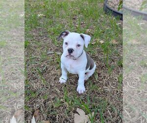 Olde English Bulldogge Puppy for sale in AUSTIN, TX, USA