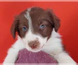 Border Collie Puppy for sale in UPPERVILLE, VA, USA