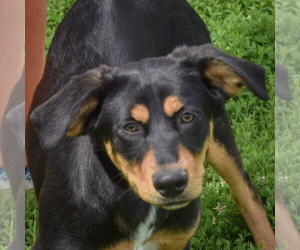 Medium Photo #2 Shepweiller Puppy For Sale in Huntley, IL, USA
