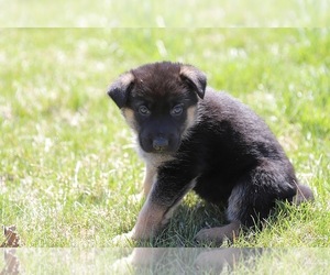 German Shepherd Dog Puppy for sale in ROCKPORT, KY, USA