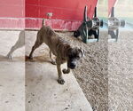Small #2 Mutt