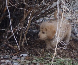 Aussiedoodle Miniature  Puppy for sale in BELLE PLAINE, MN, USA