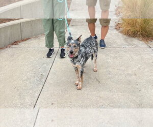 Mutt Dogs for adoption in Woodland Hills, CA, USA