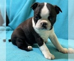 Small #1 Boston Terrier