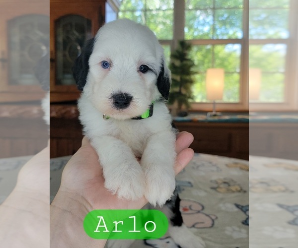 Medium Photo #3 Sheepadoodle Puppy For Sale in GOLDEN CITY, MO, USA