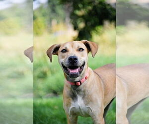 Boxador Dogs for adoption in Sandy, UT, USA