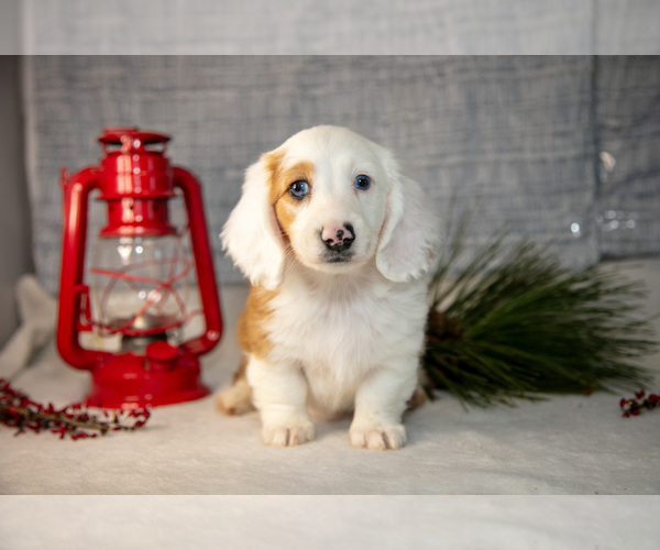 Medium Photo #12 Dachshund Puppy For Sale in GOSHEN, IN, USA