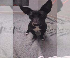 Unknown-Whippet Mix Dogs for adoption in Las Vegas, NV, USA