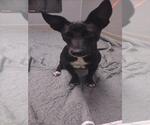 Small Whippet Mix