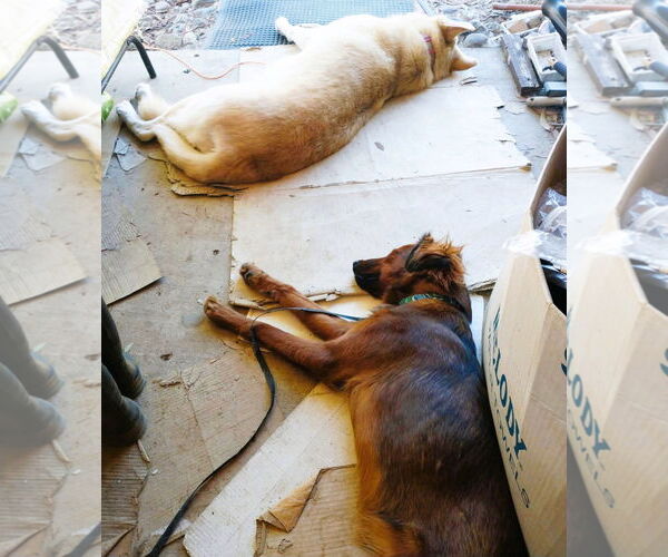 Medium Photo #7 Irish Setter-Unknown Mix Puppy For Sale in Fallbrook, CA, USA