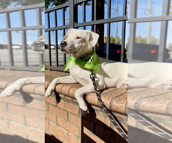 Medium Photo #30 Mutt Puppy For Sale in Mooresville, NC, USA